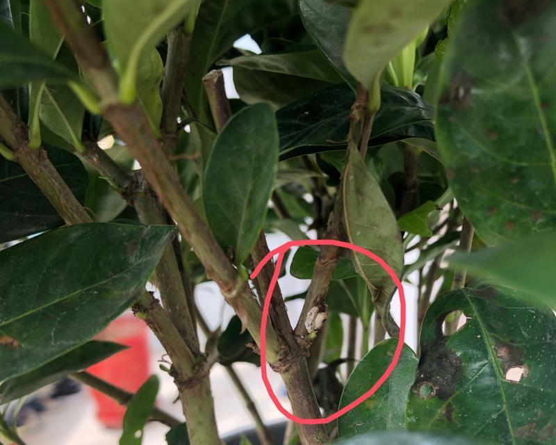 花朵进屋里带来了虫子，如何有效处理？（探索清除居室内花朵引起虫害的方法）