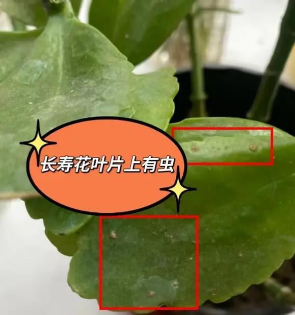 长寿花枝条发黑的原因与处理方法（解决长寿花枝条发黑问题的有效技巧）