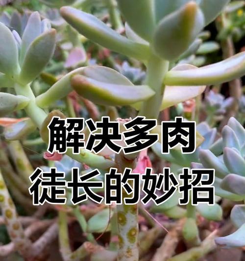 多肉植物12卷如何处理徒长问题（实用技巧帮助你改善多肉植物过长的情况）