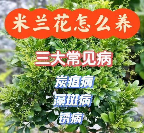 米兰叶干了怎么办？（护理技巧，让米兰叶恢复生机）