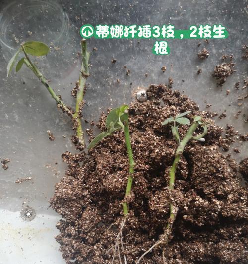 探索以藤本月季为主的肥料使用技巧（优化藤本月季生长繁茂的秘诀）