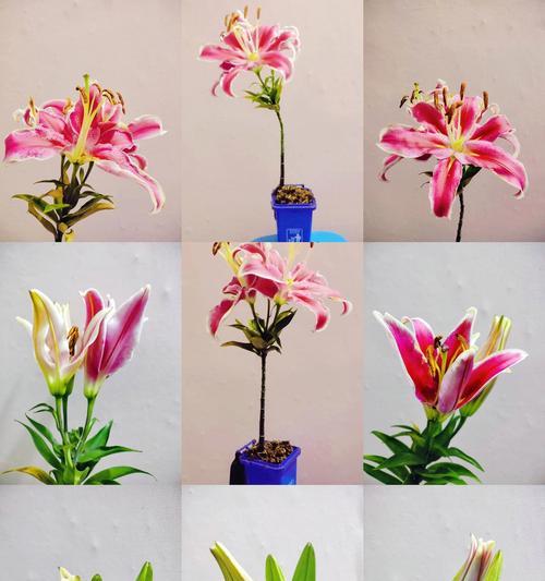如何正确保存百合花种子？（掌握百合花种子保存的关键技巧）