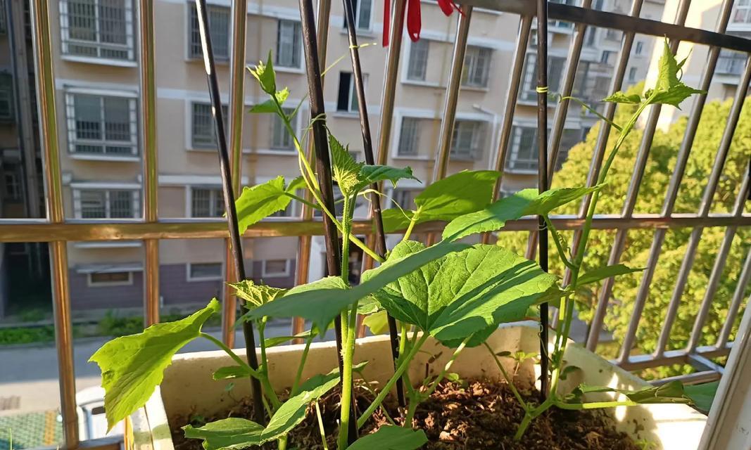 花盆里也能种黄瓜？教你种出美味的黄瓜（简单易学的黄瓜种植技巧）