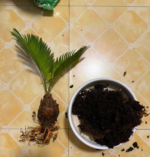 铁树夏天发黄的原因及应对方法（探寻铁树夏天发黄背后的秘密，为您提供专业的解决方案）
