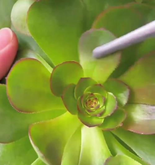 以黑法师移植怎么养？（培养黑法师的关键诀窍）