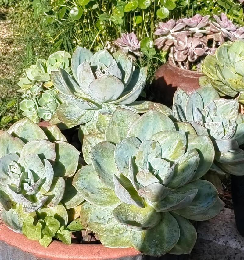 开春后多肉植物的养护指南（室内多肉植物养护要点与技巧）