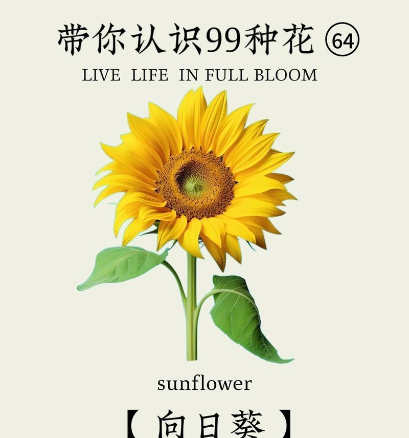 乐观花语（向生活敞开心扉的15种花语）
