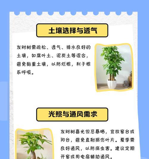 发财树浇涝怎么办？（教你救回受到浇水困扰的发财树）