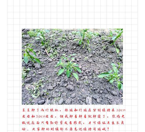 如何设置辣椒种植间距？（影响辣椒种植间距的因素及如何优化）