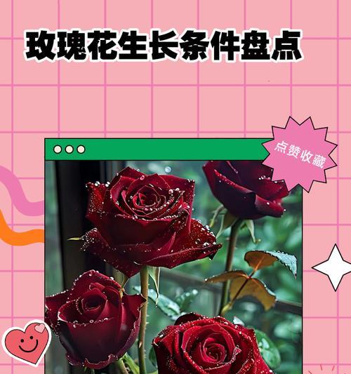 玫瑰花的生长过程（从幼苗到绽放，见证美丽的诞生）