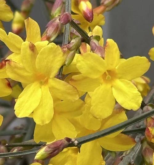 室内迎春花养护指南（打造温馨室内花园，让迎春花绽放生机）