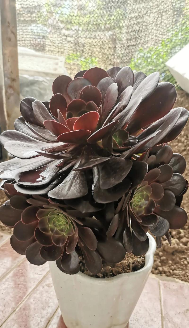 怎样养法师多肉？（用这些助你成功养殖）