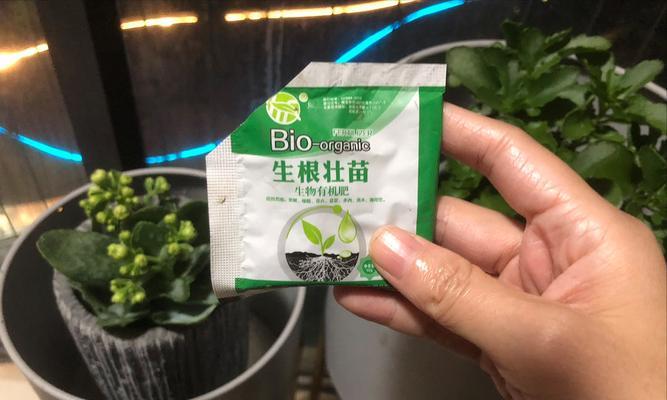 如何用通用营养液正确浇灌长寿花（长寿花浇水技巧分享，让你的植物长久健康）