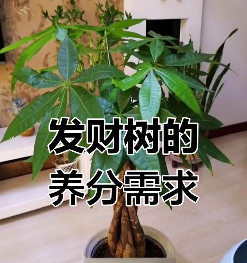 盆栽发财树如何正确施肥？（肥料的选择和使用技巧，让您的发财树茁壮成长）