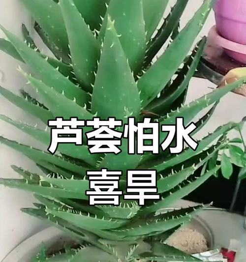 夏季芦荟养护大全（夏季芦荟如何做好养护，助你拥有健康美丽的芦荟植物）