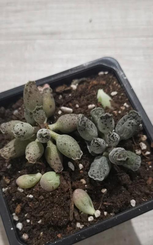 多肉海豹长太高的处理方法（如何控制多肉海豹生长高度，保持合适尺寸）