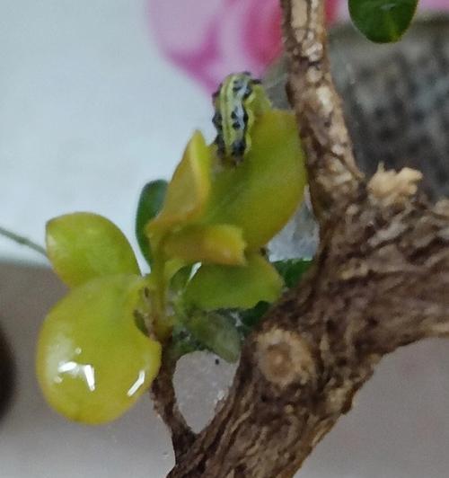 招财树叶生虫问题的治疗方法与预防措施（解决招财树叶生虫困扰，关键是预防与处理）