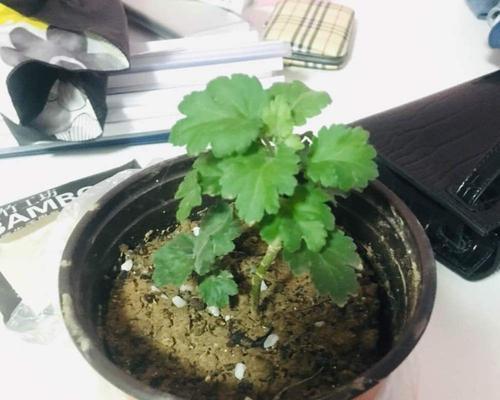 乒乓菊的繁殖之谜（揭秘乒乓菊的繁殖方式及关键因素）
