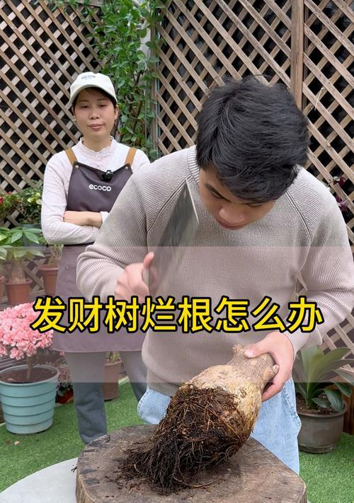发财树的感染方式及防治方法（解读发财树的病源及如何保护它的健康）