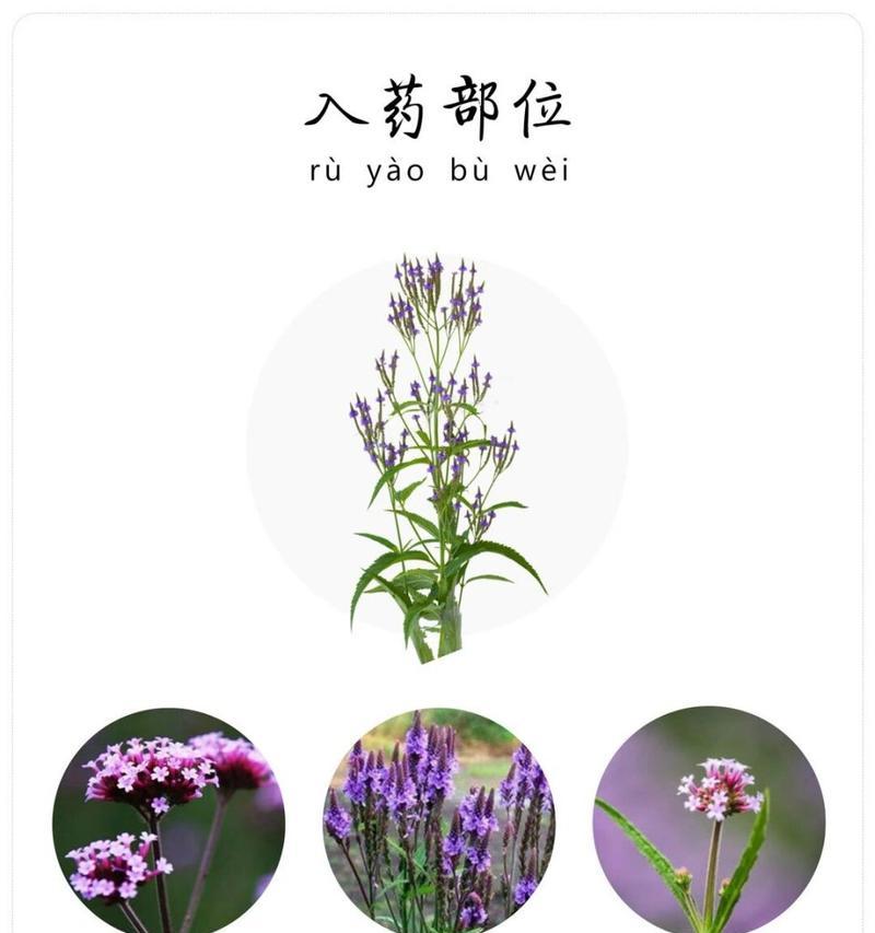 马鞭草播种时间及注意事项（合适的播种时间，确保马鞭草生长的健康和丰收）