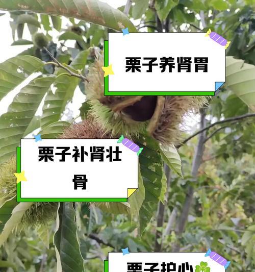 栗子如何快速发芽（从选种到养护的全过程，只需掌握这些技巧！）