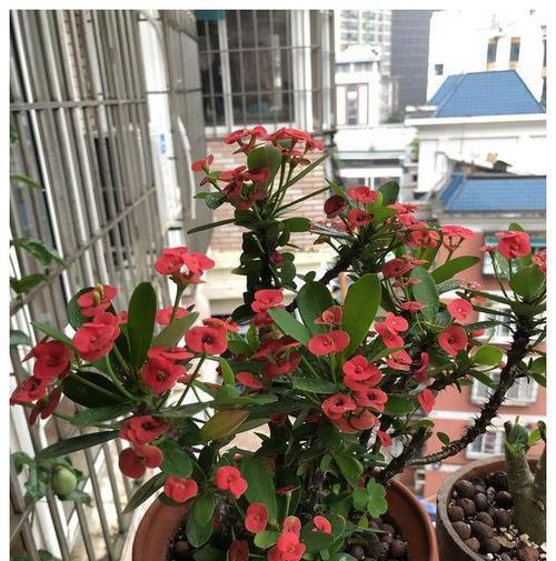 冬季花卉的护理之道（天冷怎么护理花卉？）