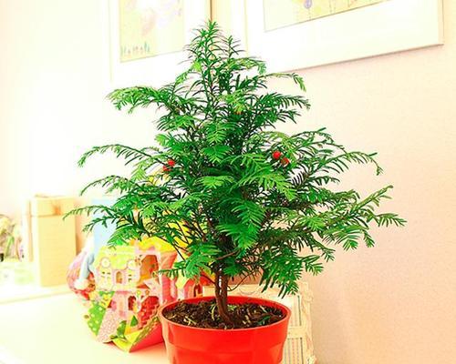 以水培红豆杉的完美护理之道（宝贵的红豆杉如何通过水培方式得到最佳照顾）