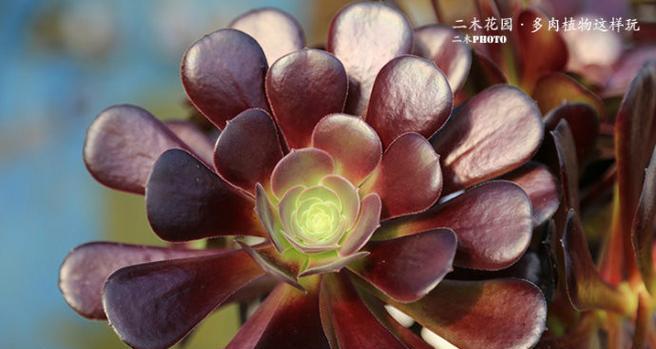 紫羊绒枯萎掉叶子的处理方法（保护紫羊绒养殖产业健康发展的关键措施）