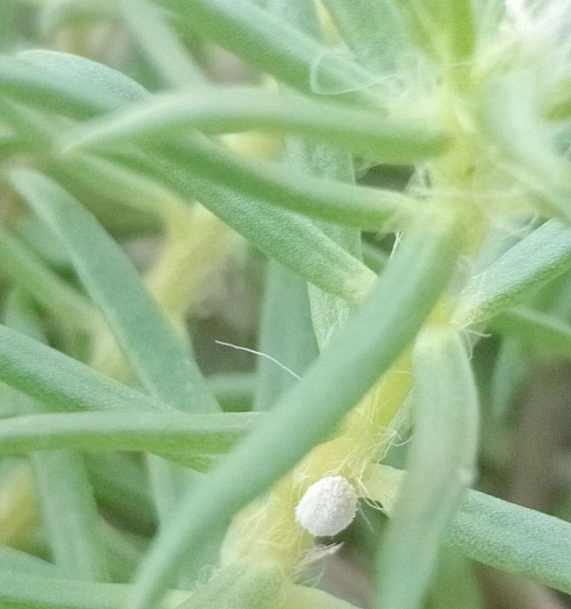 如何应对花上生长的绿虫问题（绿虫侵扰花草，你需要知道的应对方法）