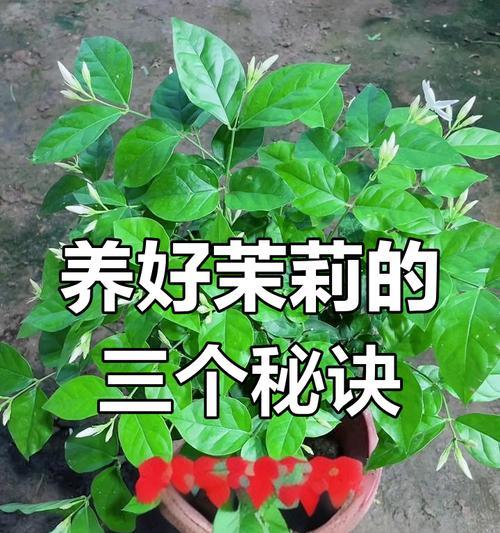 双色茉莉花后的护理指南（打理双色茉莉，让它绽放永恒美丽）