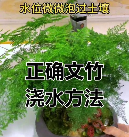 夏季盆栽浇水的技巧（让盆栽在炎热的夏天保持健康生长）