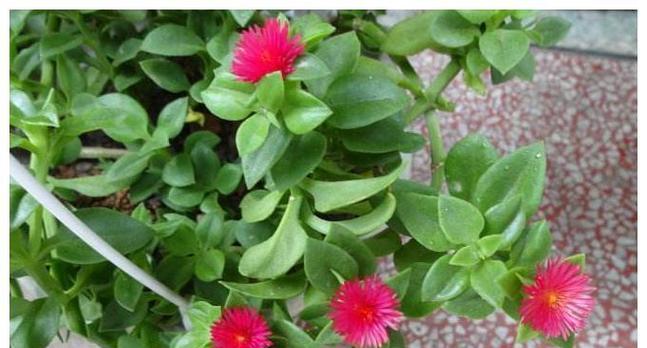 如何管理以牡丹吊兰开完花和花苞？（关键步骤及注意事项）