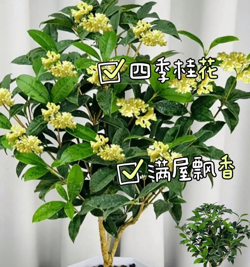 北方桂花的养殖技巧与注意事项（打造芬芳盛开的北方桂花园，让清香环绕你的家园）