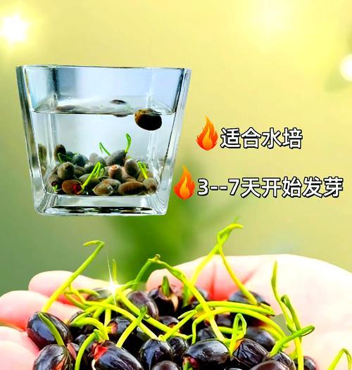 荷花种子种植指南（如何在家中成功种植荷花？种植技巧、材料与步骤全解析！）