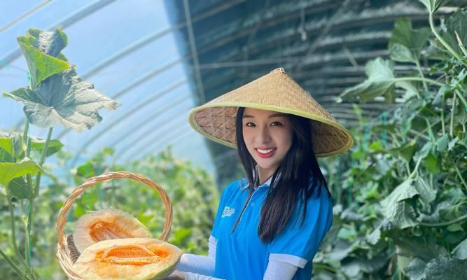 哈密瓜的成熟和上市时间（了解哈密瓜的生长周期和采收季节，享受甜蜜的夏日时光）