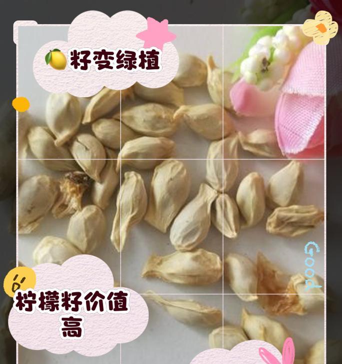柠檬籽的种植技巧（从柠檬籽到繁茂的柠檬树，快速掌握种植要领）