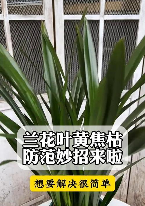 如何有效解决兰花黄叶问题（兰花黄叶原因分析与应对方法）