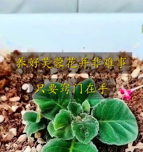 盆栽芙蓉花养护指南（打造室内美丽花园，从盆栽芙蓉花开始）