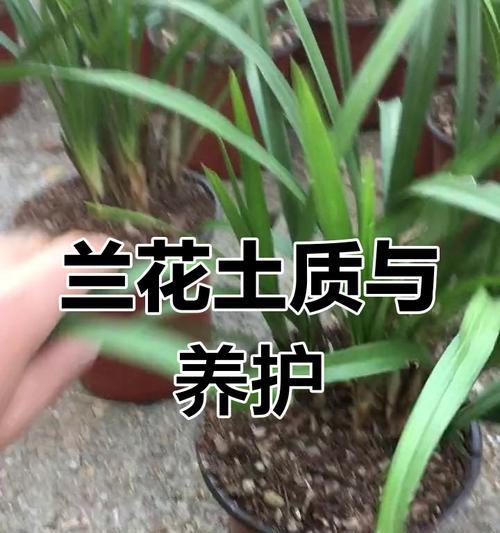 兰花种植的步骤与技巧（从种子到盛开，一步步教你如何种植兰花）