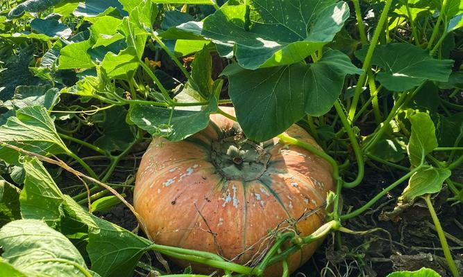 南瓜种植全指南（南瓜种植时间、方法、注意事项等详细介绍）