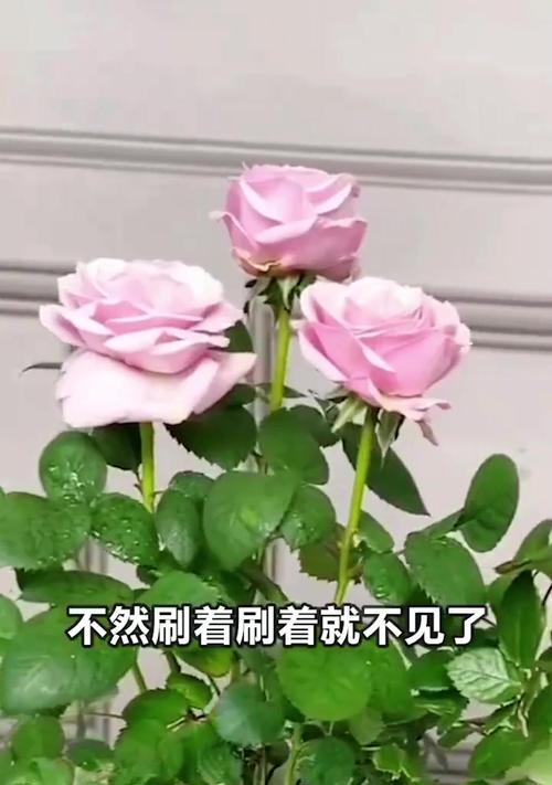 养玫瑰花无花瓶之不完美的替代方案（玫瑰花养护的省心选择——水中生长）