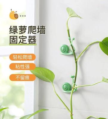如何将绿萝装饰在墙上（绿萝墙装）