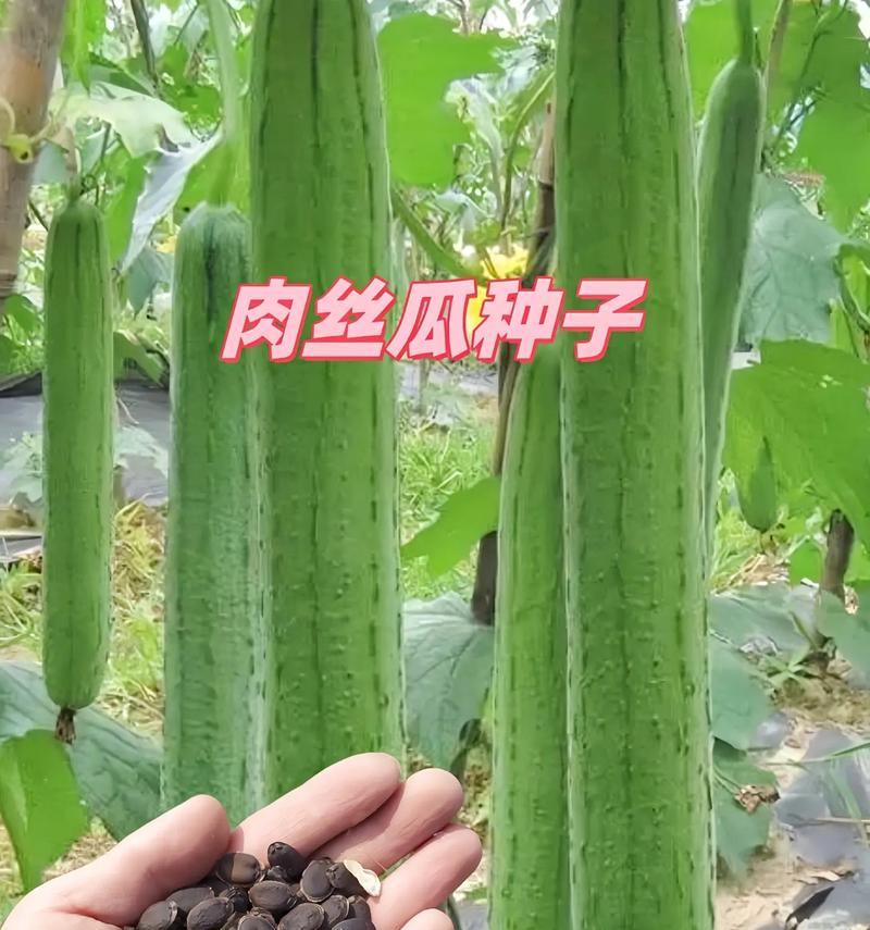 丝瓜种子的营养价值及食用方法（发掘丝瓜种子的健康大益处，从今天开始尝试）