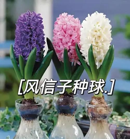 如何妥善处理开花完毕的凤信子（关键步骤和注意事项，让你的凤信子焕发长久的生命力）