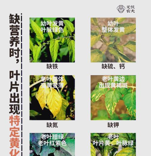 花叶子变黄的原因及解决方法（探究花叶子变黄的原因和提供有效的解决方法）