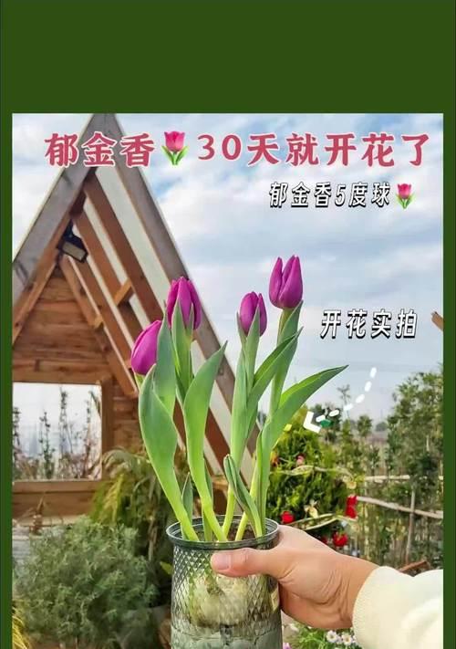 冬季如何护理郁金香（保持郁金香健康的关键是适当的冬季护理）