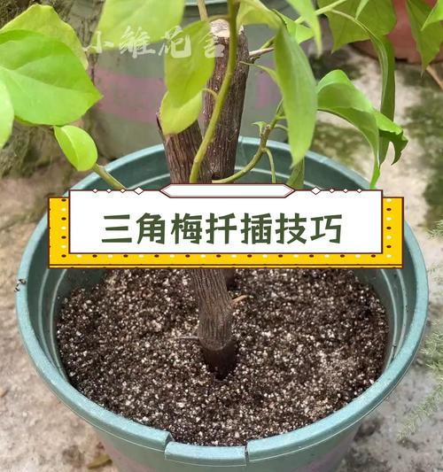 报春花扦插技巧及注意事项（如何选取适合扦插的报春花枝条）