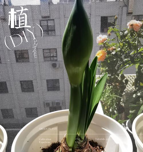 朱顶红种球休眠的条件与方法（探究朱顶红种球休眠的关键要素及其繁殖方式）