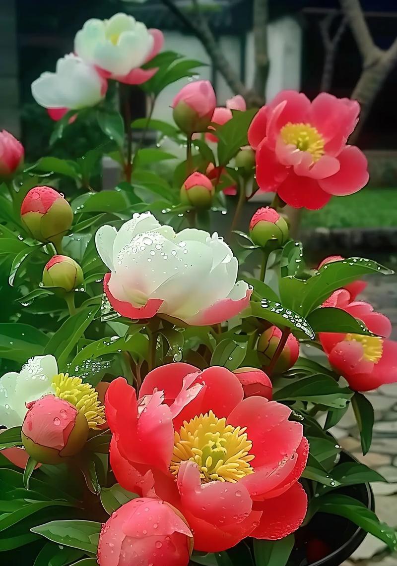 广西牡丹花种植（了解种植技巧，打造花园美景）