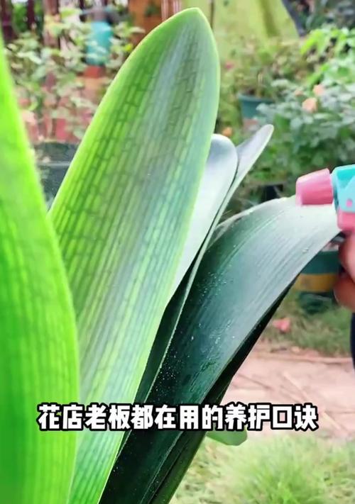 以君子兰怎么养养底部粗（打造粗壮的君子兰之道）